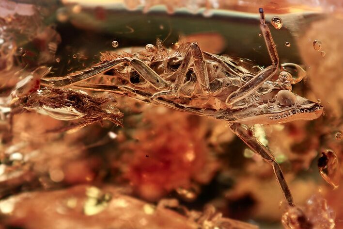 Detailed Fossil Planthopper (Fulgoroidea) w/ Long Proboscis In Amber #335553